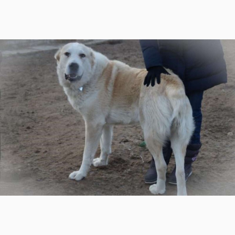 Фото 4. Собака в дар. Алабай, среднеазиатская овчарка двух лет