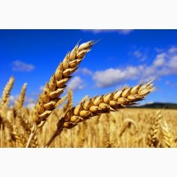 НОВИНКИ семян озимой пшеницы Еланчик, Ахмат, Гомер, Стиль 18, Герда