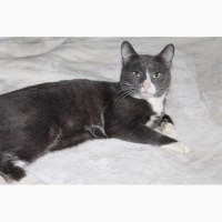 Взрослый кот Серый