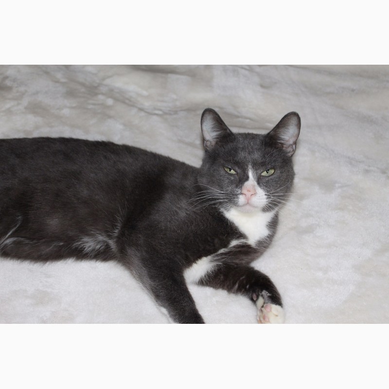 Фото 6. Взрослый кот Серый