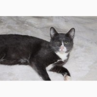 Взрослый кот Серый