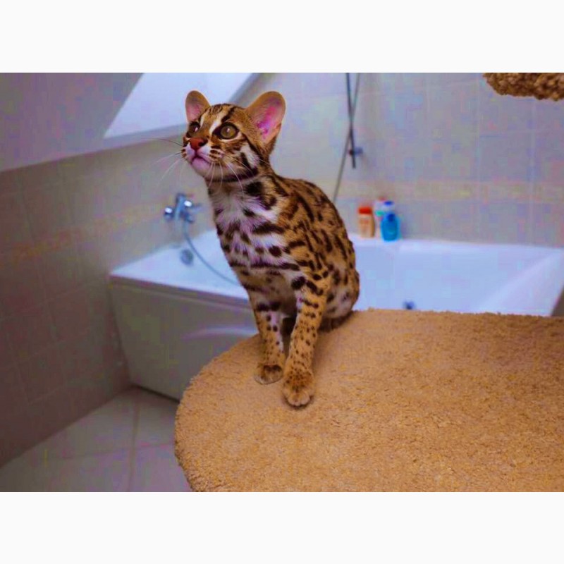 Фото 3. Продам котят АЛК( азиатской леопардовой кошки)