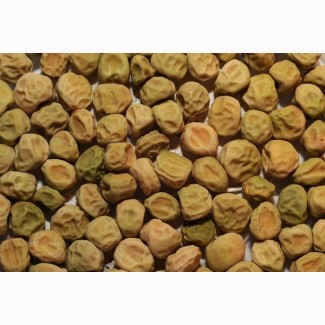 ООО НПП «Зарайские семена» покупает семена гороха посевного от 20 тонн
