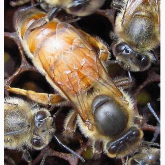 Пчелы, пчелосемьи, пчелопакеты, отводки, Матки
