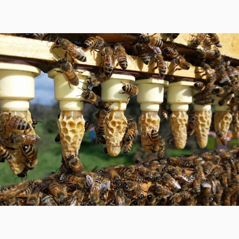 Фото 2. Пчелы, пчелосемьи, пчелопакеты, отводки, Матки