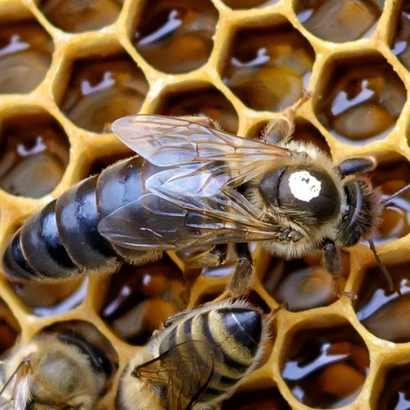 Фото 4. Пчелы, пчелосемьи, пчелопакеты, отводки, Матки