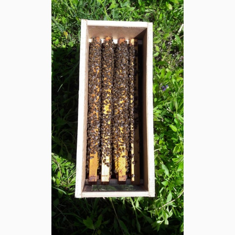 Фото 5. Пчелы, пчелосемьи, пчелопакеты, отводки, Матки