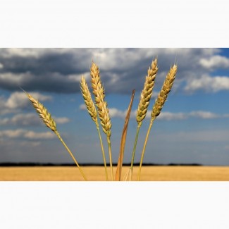 Семена оз пшеницы сильные и ценные сорта Алексеич, Ахмат, Безостая-100, Гром, Еланчик, Юка