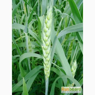 Семена яровой пшеницы Тризо