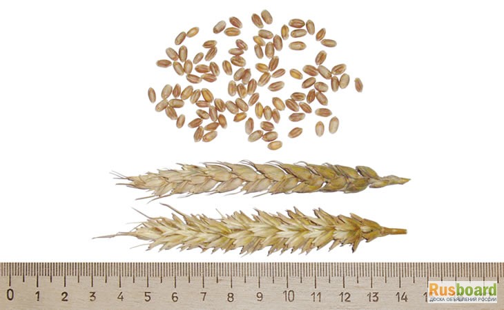 Фото 2. Семена яровой пшеницы Тризо
