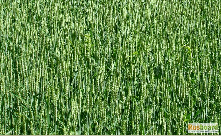 Фото 3. Семена яровой пшеницы Тризо