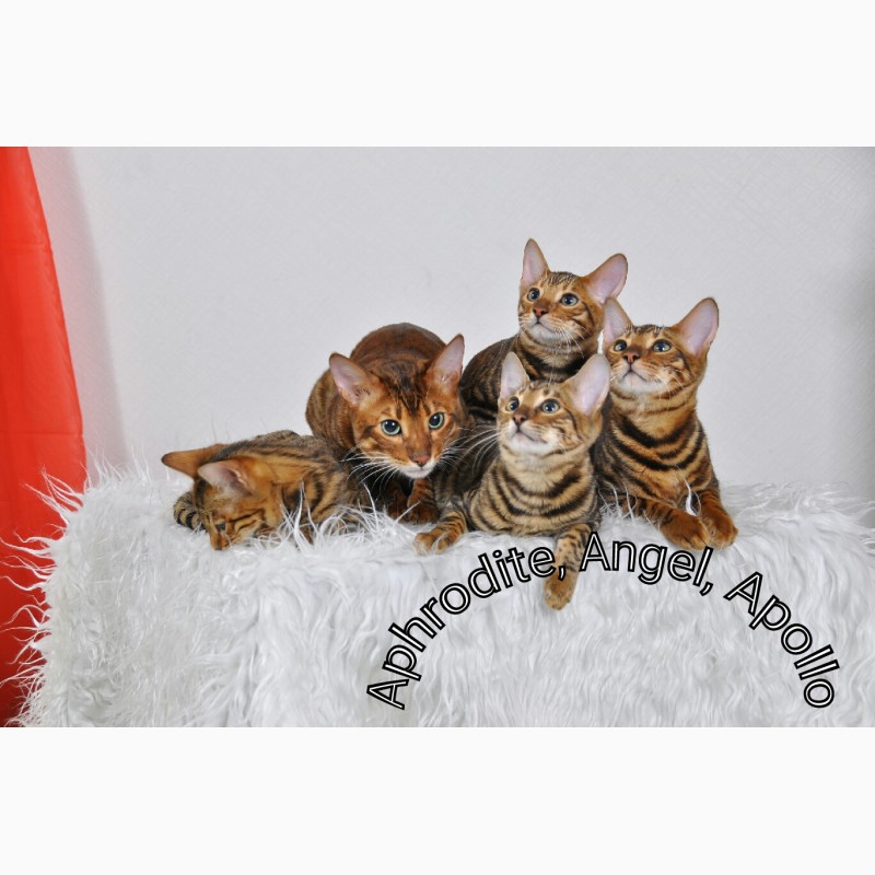 Фото 5. Продаю элитных котят тойгеров