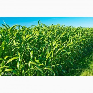ООО НПП «Зарайские семена» закупает семена: сорго-суданский гибрид от 20 тонн