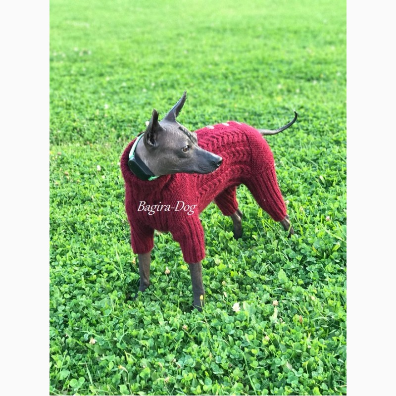 Фото 2. Комбинезоны и свитера для Ксоло, Перуанских собак
