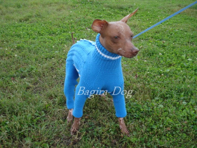 Фото 4. Комбинезоны и свитера для Ксоло, Перуанских собак