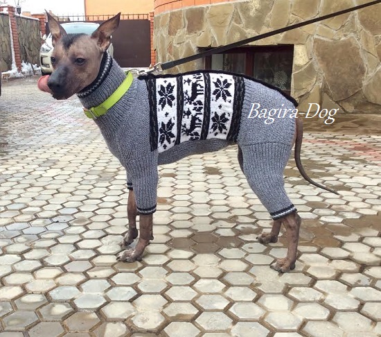 Фото 6. Комбинезоны и свитера для Ксоло, Перуанских собак