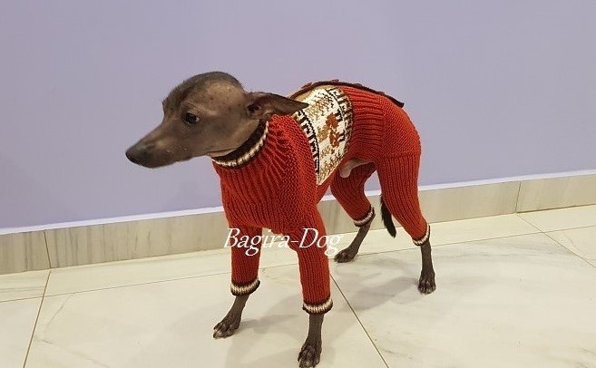Фото 9. Комбинезоны и свитера для Ксоло, Перуанских собак