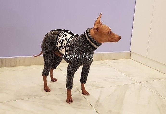 Фото 10. Комбинезоны и свитера для Ксоло, Перуанских собак