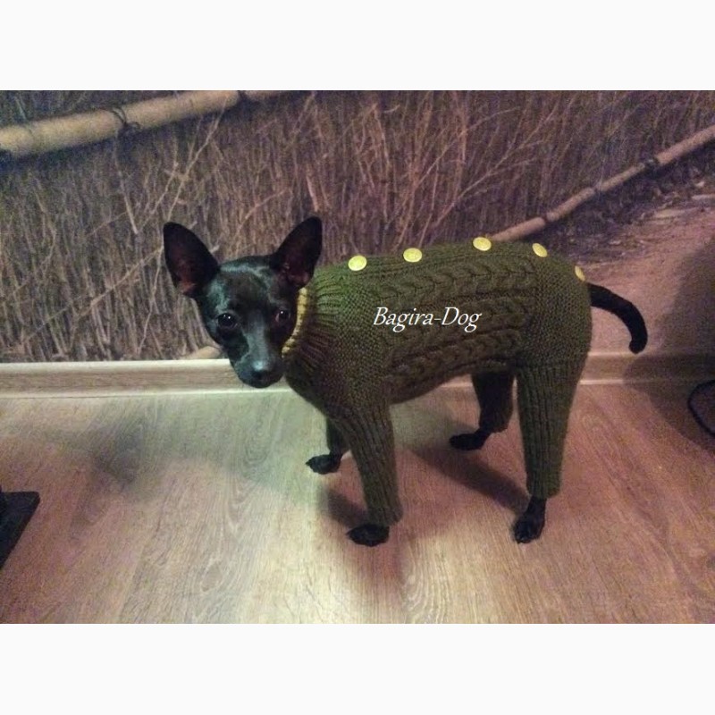 Фото 15. Комбинезоны и свитера для Ксоло, Перуанских собак