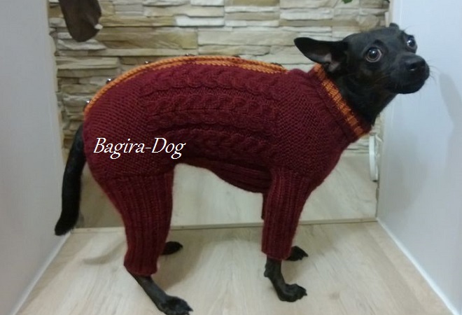 Фото 17. Комбинезоны и свитера для Ксоло, Перуанских собак