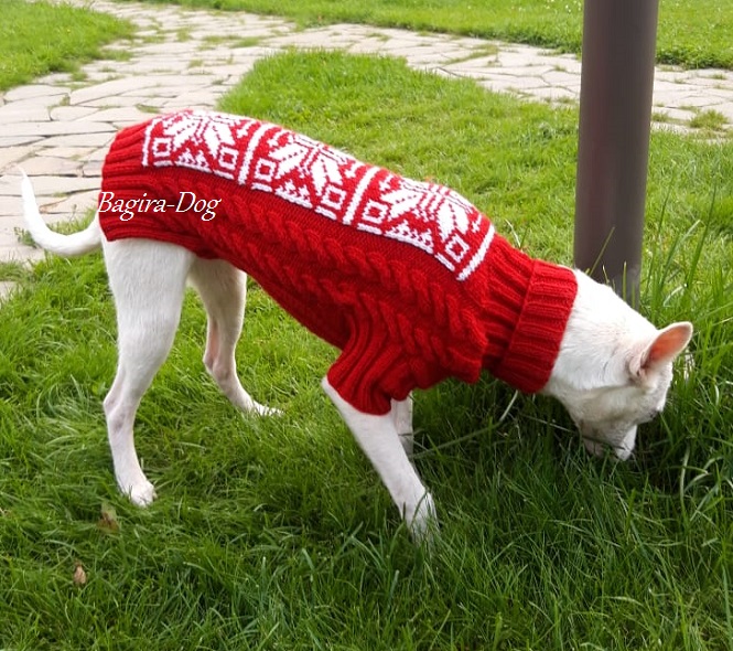 Фото 19. Комбинезоны и свитера для Ксоло, Перуанских собак