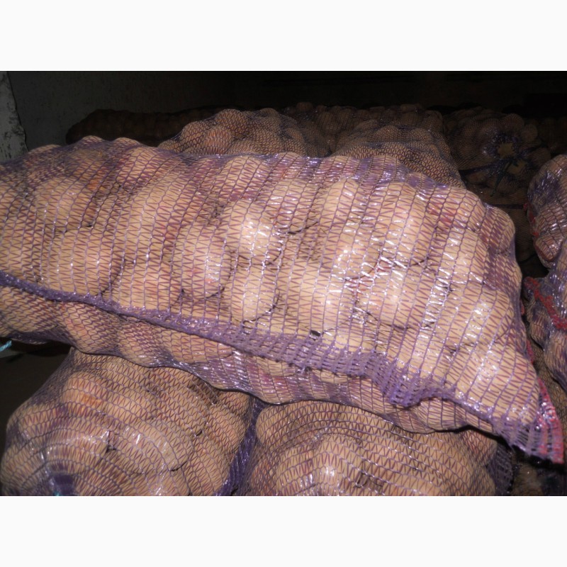 Фото 3. Овощи, картофель, лук репчатый, морковь