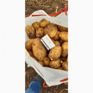Картофель продовольственный Ла Страда в Ростовской области