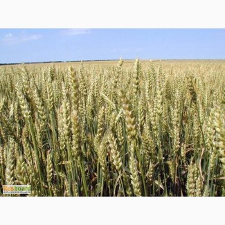 Семена озимой пшеницы Аскет