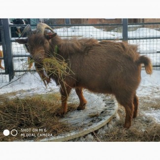 Продам камерунского козла