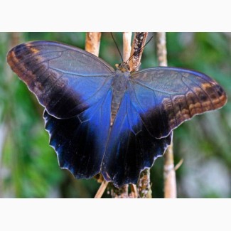 Живые тропические бабочки Caligo Memnom Бабочки Лучший подарок