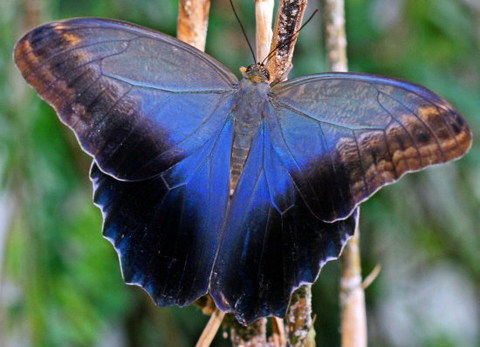 Живые тропические бабочки Caligo Memnom Бабочки Лучший подарок