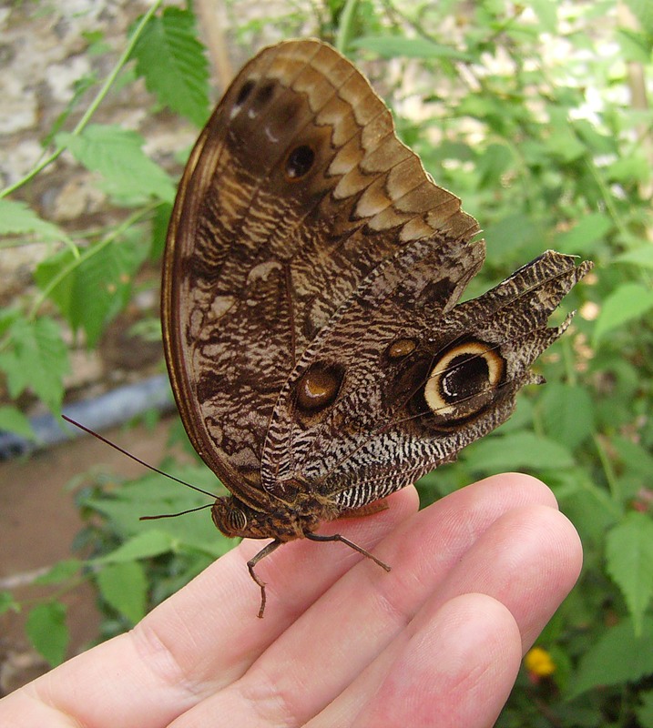 Фото 2. Живые тропические бабочки Caligo Memnom Бабочки Лучший подарок