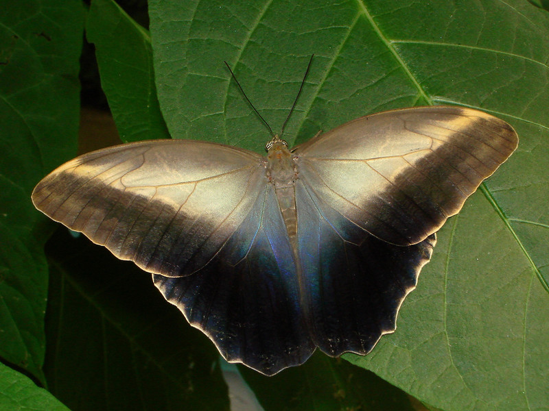 Фото 3. Живые тропические бабочки Caligo Memnom Бабочки Лучший подарок
