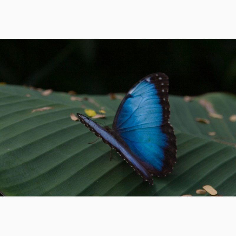 Фото 2. Продажа Живых тропических бабочек изФилиппин более 30 Видов