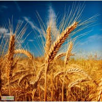 Семена озимой пшеницы Донская Лира