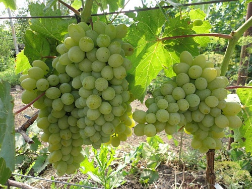 Фото 3. Куплю виноград