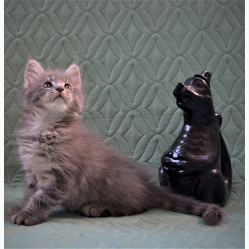 Фото 2. Мейн-кун клубные крупные котята серебристых окраса