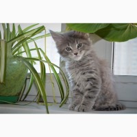 Мейн-кун клубные крупные котята серебристых окраса
