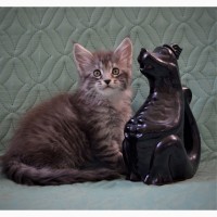 Мейн-кун клубные крупные котята серебристых окраса