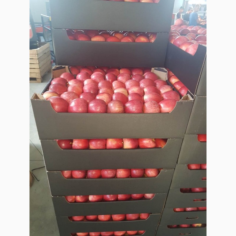 Фото 2. Продаем яблоки молдавские в г. Брянске