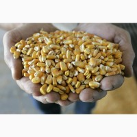 Продам кукурузу фуражную 2019 г на СРТ Астрахань