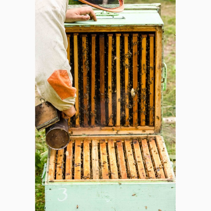 Фото 2. Приморский липовый мёд оптом