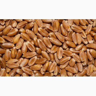 ООО НПП «Зарайские семена» реализует фуражную пшеницу россыпью, мешки