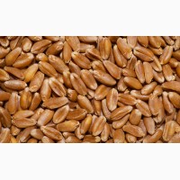 ООО НПП «Зарайские семена» реализует фуражную пшеницу россыпью, мешки