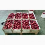 Ящики шпоновые для яблок в Крыму