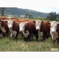 Продам коровы племенные казахской белоголовой породы