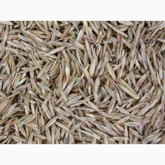 ООО НПП «Зарайские семена» покупает семена: овсяница тростниковидная от 20 тонн