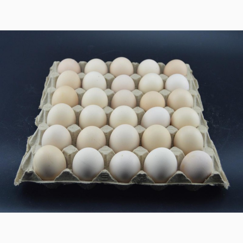 Фото 3. Линия для производства бугорчатых прокладок для яиц