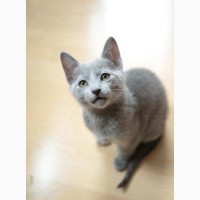 Продам котят русской голубой кошки