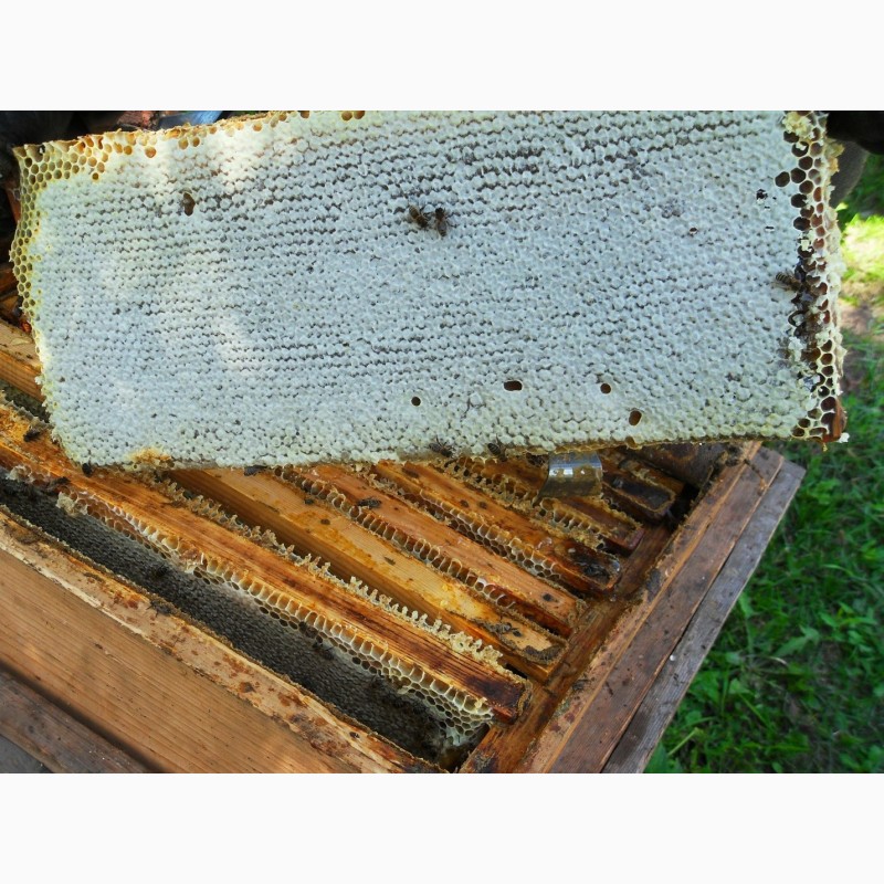 Фото 2. Продам мёд, прополис и продукты пчеловодства